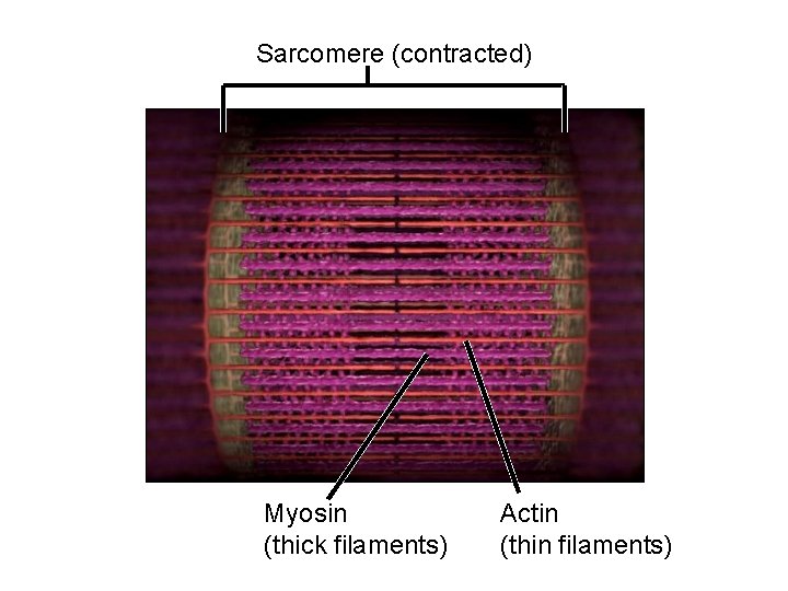 Sarcomere (contracted) Myosin (thick filaments) Actin (thin filaments) 