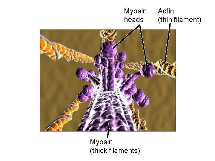 Myosin heads Myosin (thick filaments) Actin (thin filament) 