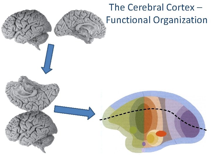 The Cerebral Cortex – Functional Organization 