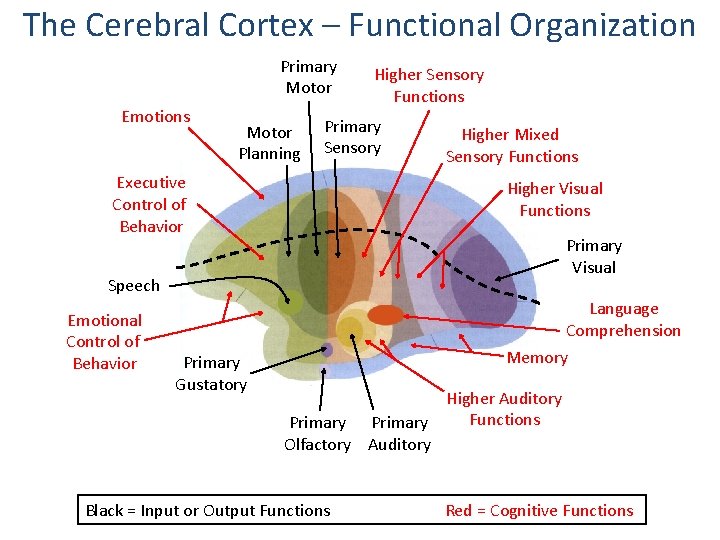 The Cerebral Cortex – Functional Organization Primary Motor Emotions Motor Planning Higher Sensory Functions