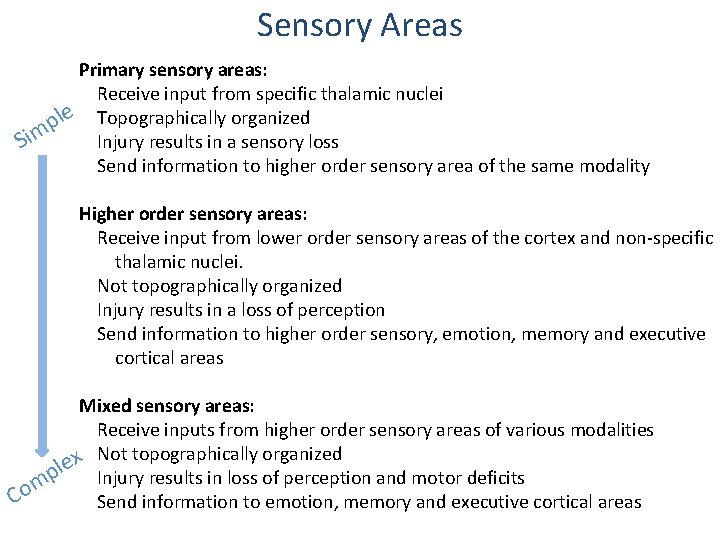 Sensory Areas Primary sensory areas: Receive input from specific thalamic nuclei le Topographically organized