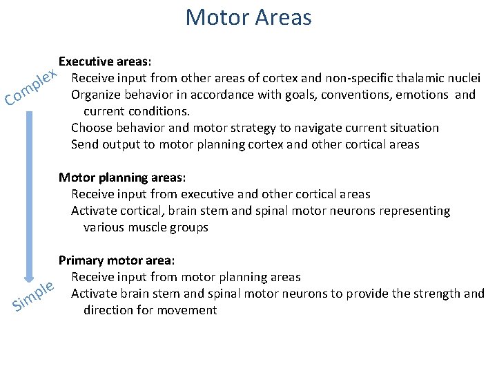 Motor Areas Executive areas: x Receive input from other areas of cortex and non-specific