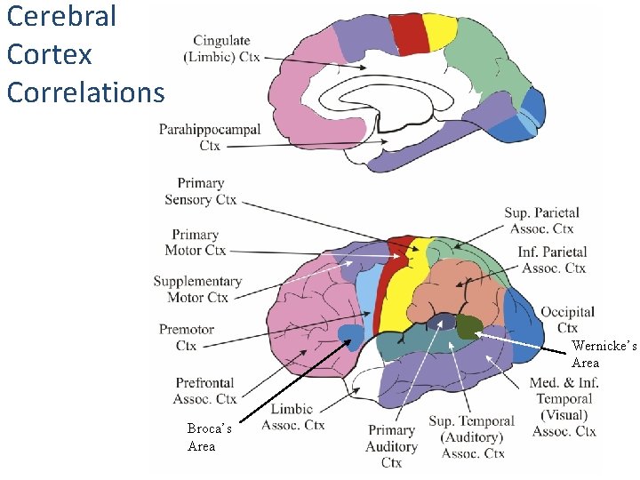 Cerebral Cortex Correlations Wernicke’s Area Broca’s Area 