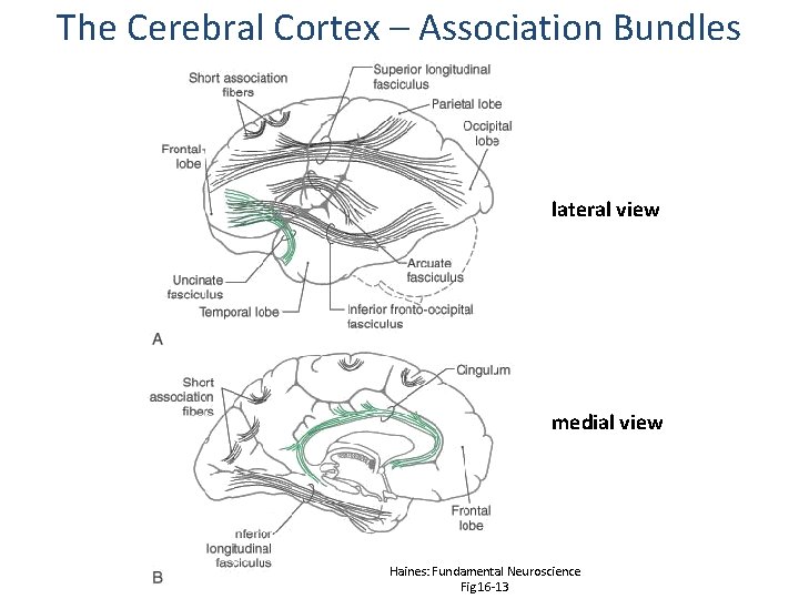 The Cerebral Cortex – Association Bundles lateral view medial view Haines: Fundamental Neuroscience Fig