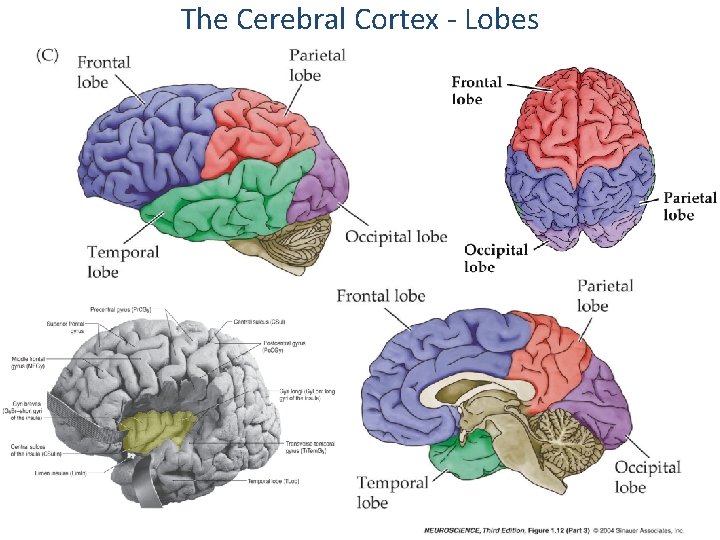 The Cerebral Cortex - Lobes 