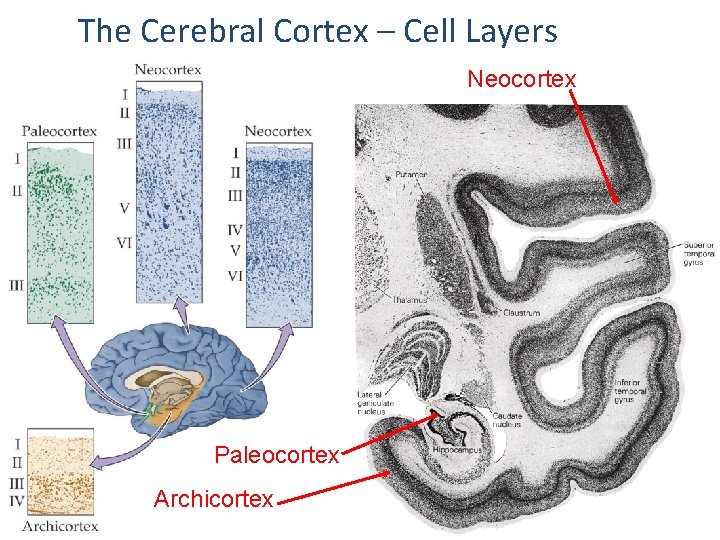 The Cerebral Cortex – Cell Layers Neocortex Paleocortex Archicortex 
