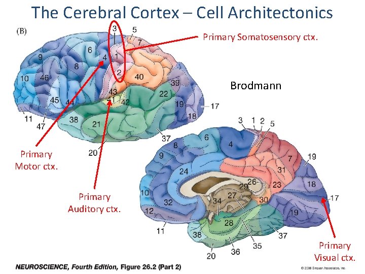 The Cerebral Cortex – Cell Architectonics Primary Somatosensory ctx. Brodmann Primary Motor ctx. Primary
