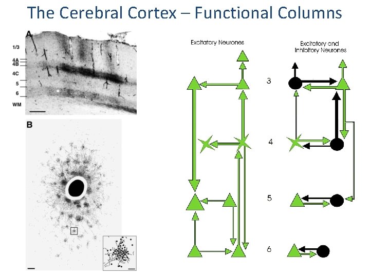 The Cerebral Cortex – Functional Columns 