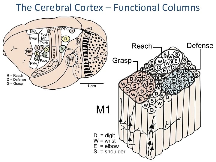 The Cerebral Cortex – Functional Columns 