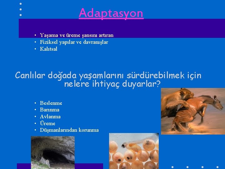 Adaptasyon • Yaşama ve üreme şansını artıran • Fiziksel yapılar ve davranışlar • Kalıtsal