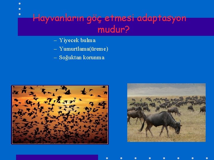 Hayvanların göç etmesi adaptasyon mudur? – Yiyecek bulma – Yumurtlama(üreme) – Soğuktan korunma 