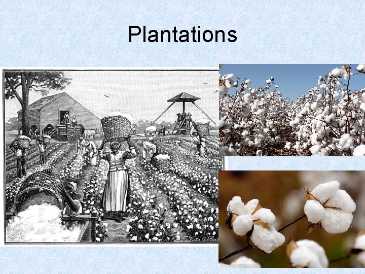 Plantations 