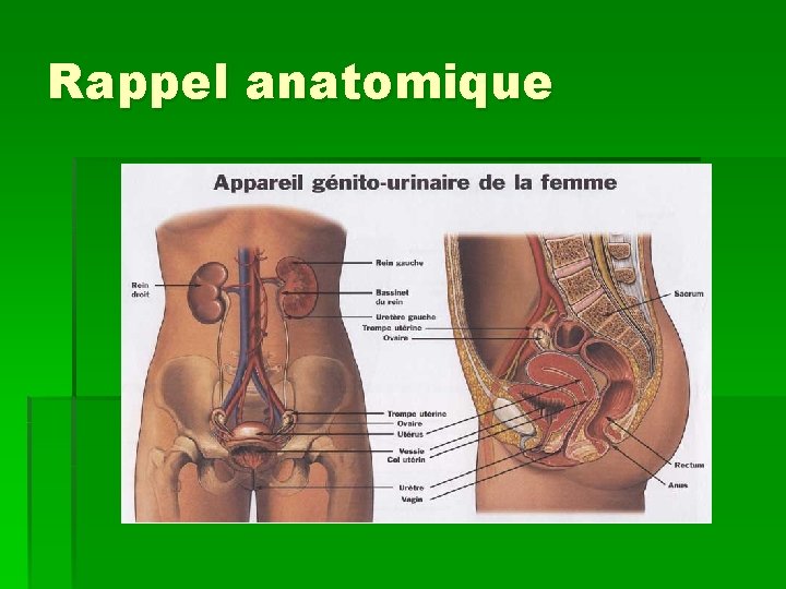 Rappel anatomique 