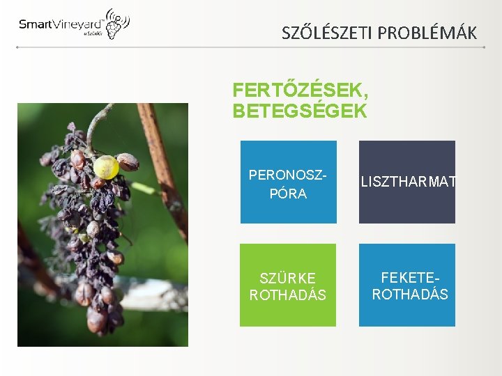 SZŐLÉSZETI PROBLÉMÁK FERTŐZÉSEK, BETEGSÉGEK PERONOSZPÓRA LISZTHARMAT SZÜRKE ROTHADÁS FEKETEROTHADÁS 