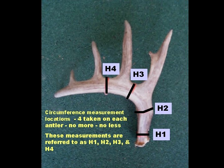 H 4 Circumference measurement locations - 4 taken on each antler - no more