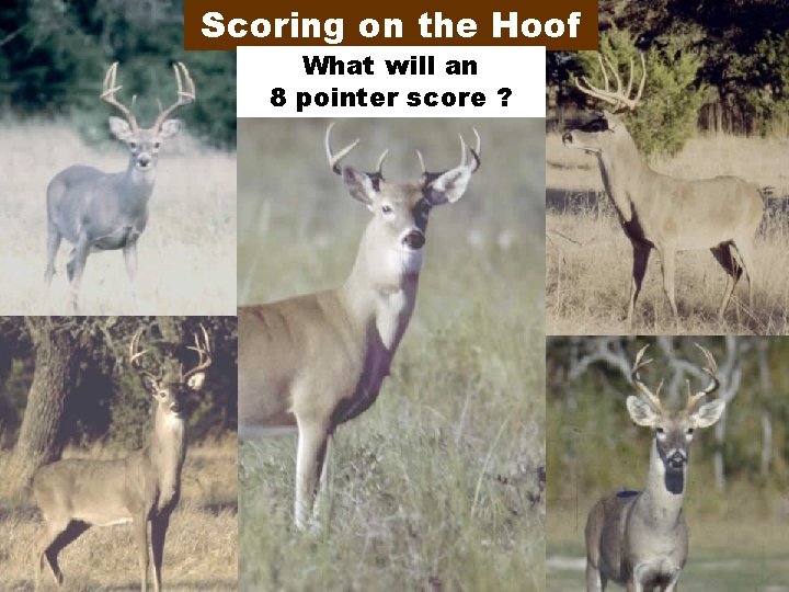 Scoring on the Hoof What will an 8 pointer score ? 