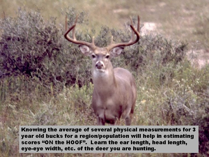 Knowing the average of several physical measurements for 3 year old bucks for a