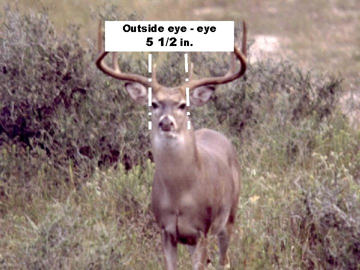 Outside eye - eye 5 1/2 in. 