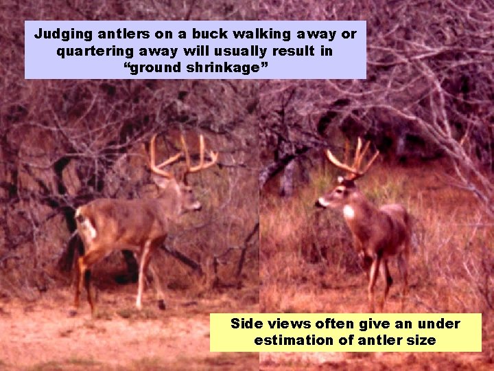 Judging antlers on a buck walking away or quartering away will usually result in
