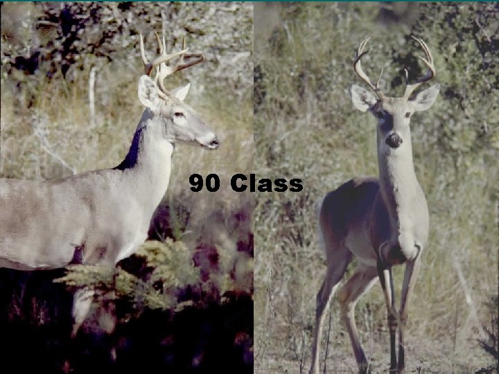 90 Class 