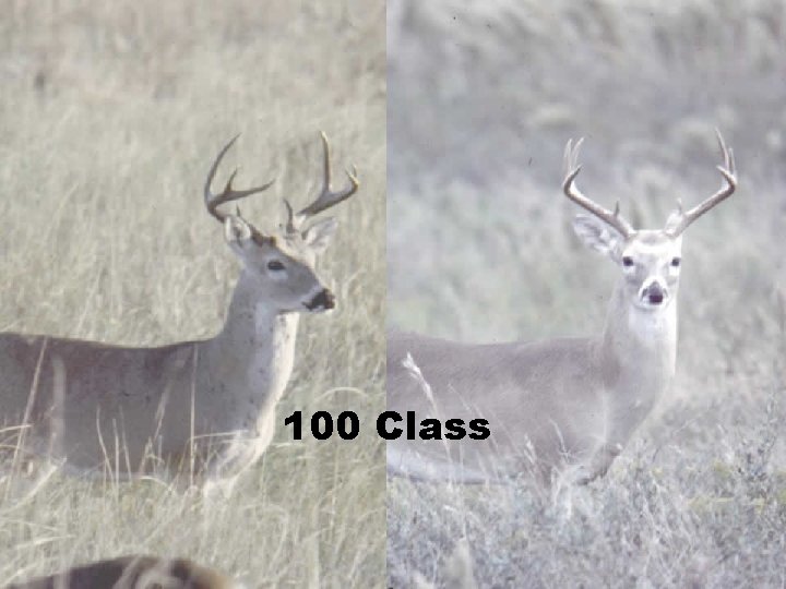 100 Class 