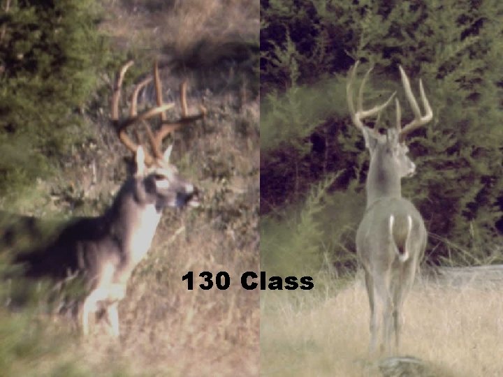 130 Class 