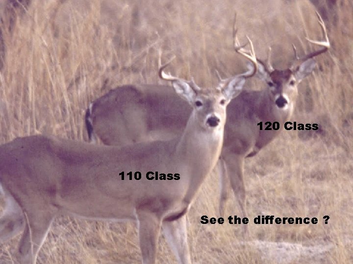 120 Class 110 Class See the difference ? 