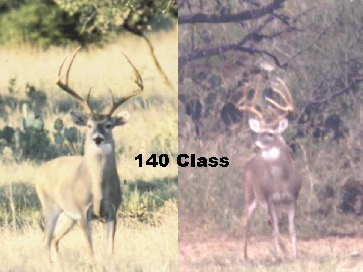 140 Class 