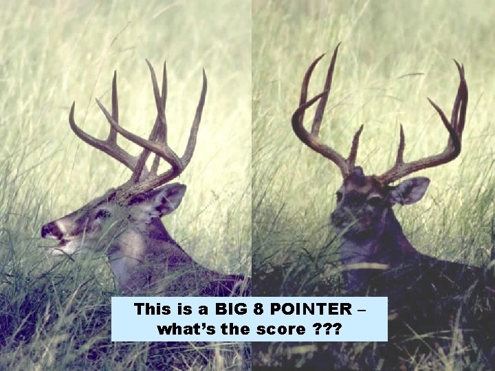 This is a BIG 8 POINTER – what’s the score ? ? ? 