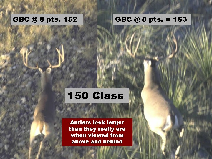 GBC @ 8 pts. 152 GBC @ 8 pts. = 153 150 Class Antlers