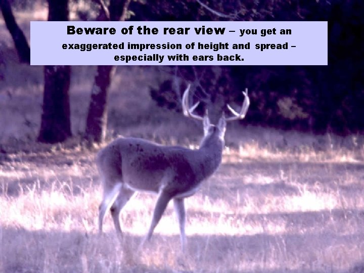 Beware of the rear view – you get an exaggerated impression of height and