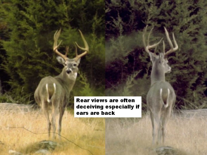 Rear views are often deceiving especially if ears are back 