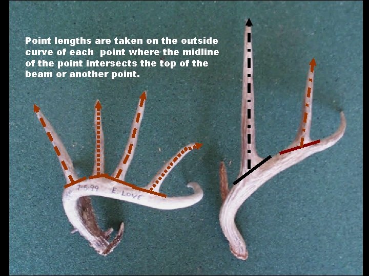 Point lengths are taken on the outside curve of each point where the midline