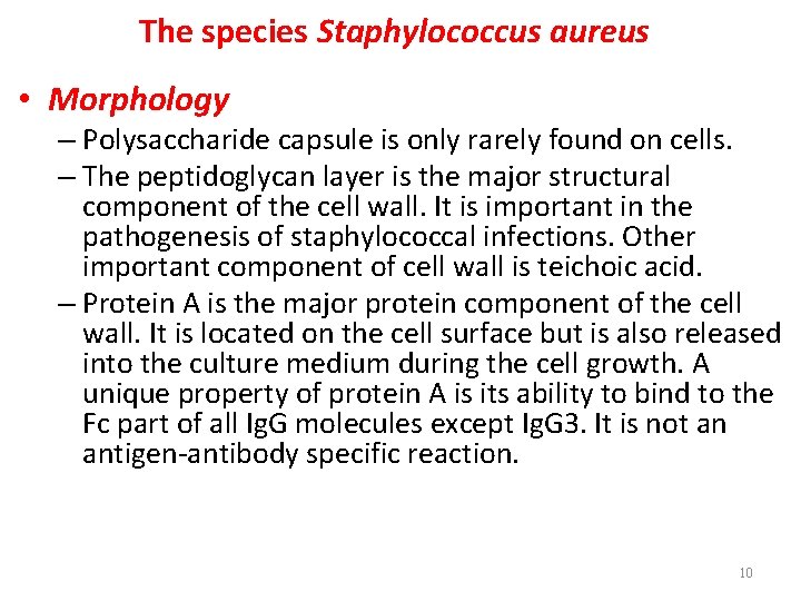 The species Staphylococcus aureus • Morphology – Polysaccharide capsule is only rarely found on