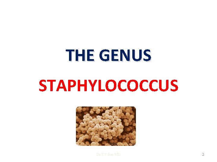 THE GENUS STAPHYLOCOCCUS Dr. T. V. Rao MD 2 