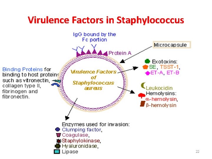 Virulence Factors in Staphylococcus Dr. T. V. Rao MD 22 