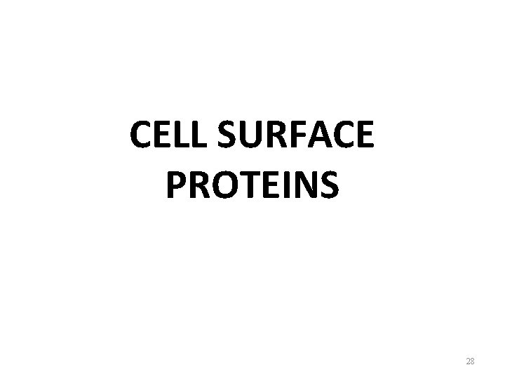 CELL SURFACE PROTEINS 28 