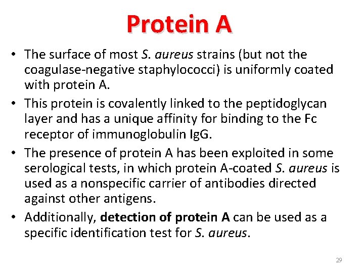Protein A • The surface of most S. aureus strains (but not the coagulase-negative