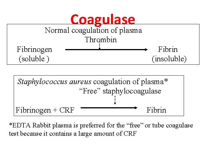 Normal coagulation of plasma Thrombin Fibrinogen (soluble ) Fibrin (insoluble) Staphylococcus aureus coagulation of