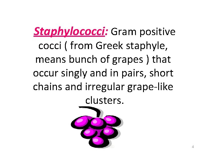 Staphylococci: Gram positive cocci ( from Greek staphyle, means bunch of grapes ) that
