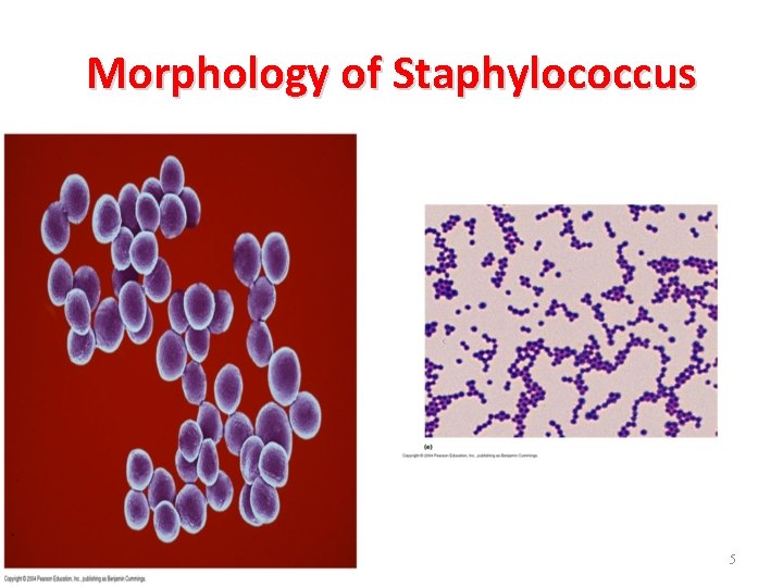 Morphology of Staphylococcus 5 