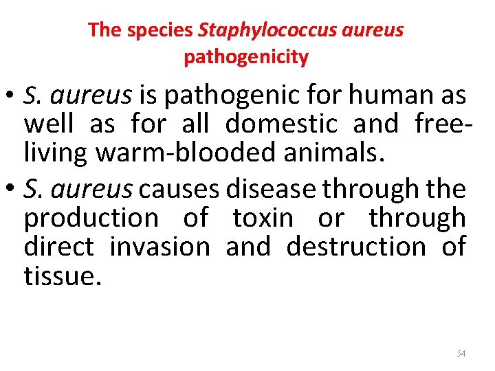The species Staphylococcus aureus pathogenicity • S. aureus is pathogenic for human as well