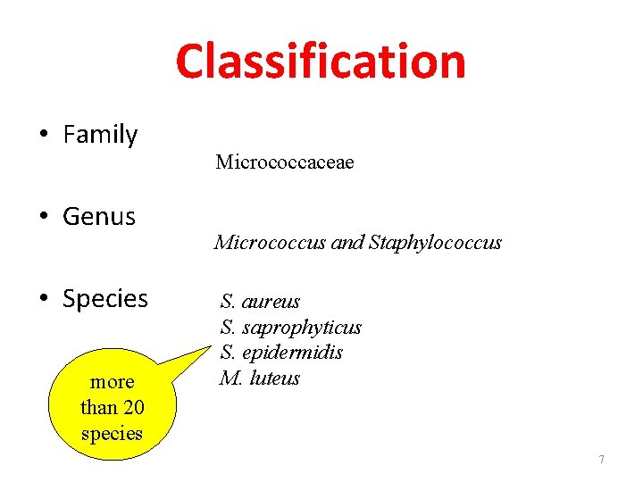 Classification • Family • Genus • Species more than 20 species Micrococcaceae Micrococcus and