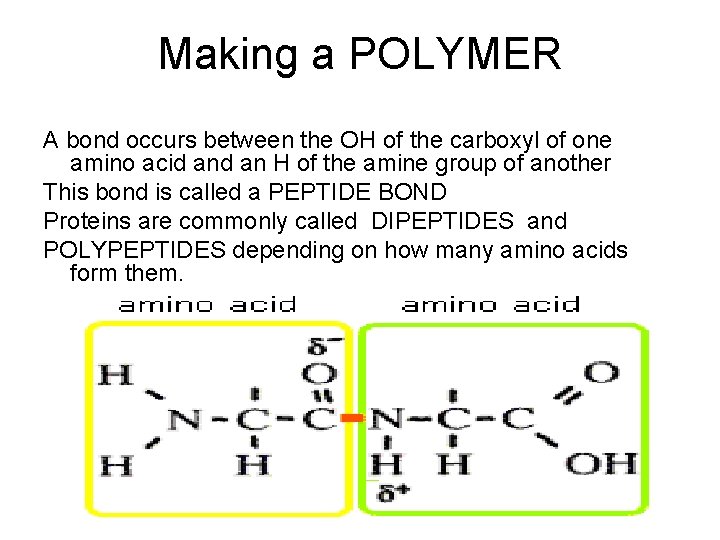 Making a POLYMER A bond occurs between the OH of the carboxyl of one