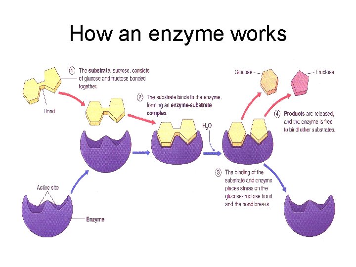 How an enzyme works 