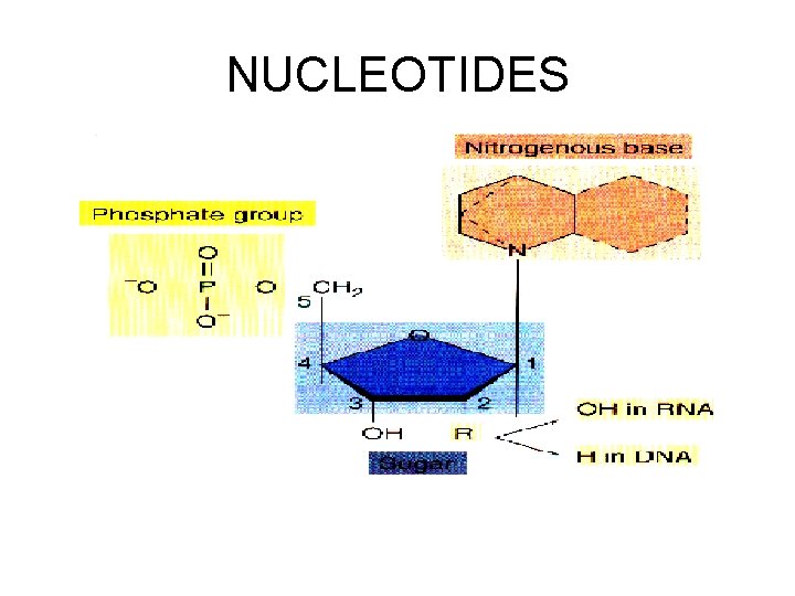 NUCLEOTIDES 