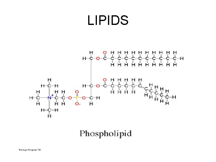 LIPIDS 