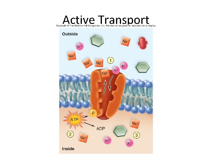 Active Transport 