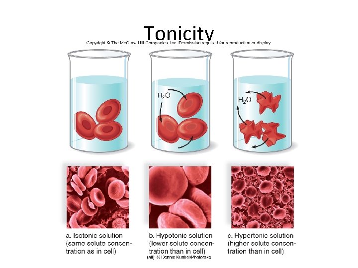 Tonicity 