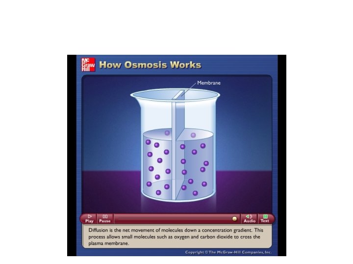 Please note that due to differing operating systems, some animations will not appear until